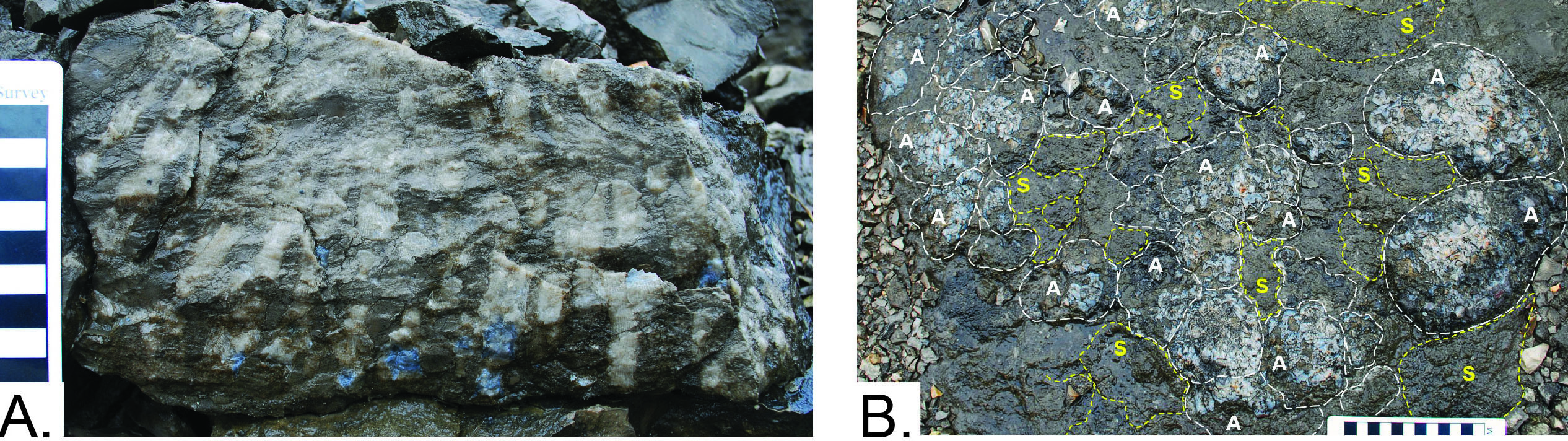 Examples of silicified Acrocyathus mounds in outcrops of the St. Louis Limestone, south-central Kentucky. (A) Detail of A. proliferum colony from the side in bedrock. Note corallites (white tubes) are separated by thin matrix rock. (B) Bedding-plane surface with tops of small Acrocyathus (A) mounds and the pipe-organ tabulate coral, Syringopora (S) (outlines with dashed lines) preserved in life position. The bluish color is from chert replacement of the corals. Scale in centimeters.